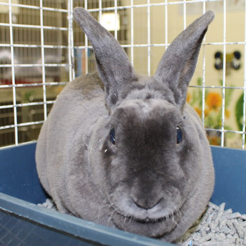 22721 - Peanut