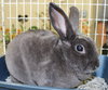 22721 - Peanut