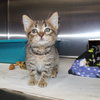 22752 - Peapod