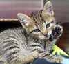 22752 - Peapod