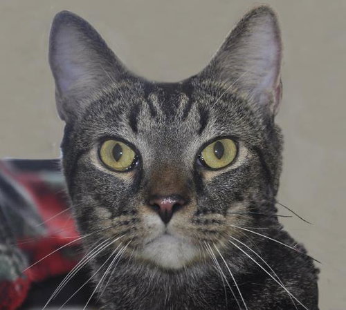 22833 - Smokey