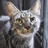 22833 - Smokey