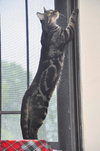 22833 - Smokey