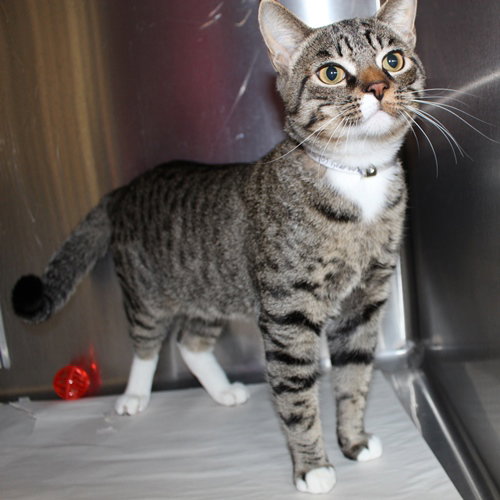 22962 - Jasper