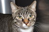 22962 - Jasper