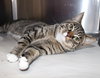 22962 - Jasper