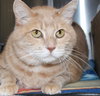 23024 - Tiger Roo