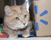 23024 - Tiger Roo