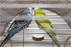 23370 & 23371 - Blue and Tweety