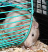27067 & 27068 - Luna and Lady