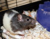 27067 & 27068 - Luna and Lady