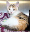 26861 - Dolly