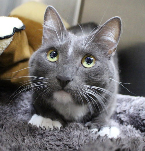 27150 - Smokey