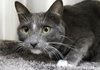 27150 - Smokey