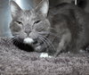 27150 - Smokey