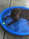 27193 - Buddy