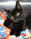 27232 - Tansy