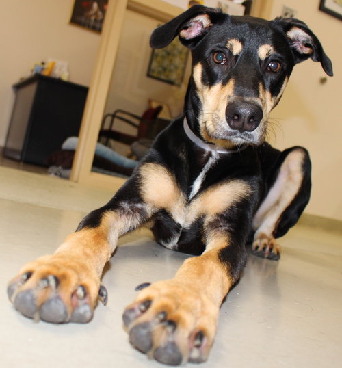 27196 - Roscoe