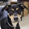 27196 - Roscoe