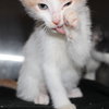 27102 Heathcliff