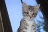 27430 - Smokey