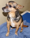 27433- Buddy