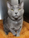 27596 - Gracie