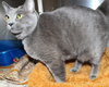 27596 - Gracie