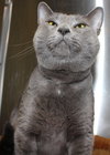 27596 - Gracie