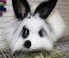 27664 - Muriel
