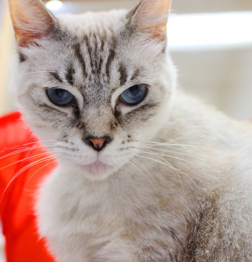 27597 - Lentil