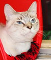 27597 - Lentil