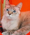27597 - Lentil