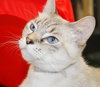 27597 - Lentil