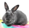 27736 - Scarlet O Hare