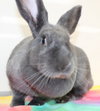 27736 - Scarlet O Hare