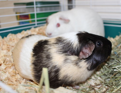 27740 & 27739 - Cinnamon and Helios