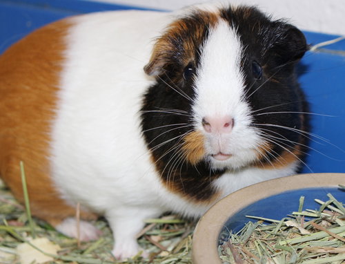 27751 & 27752 - Snickers