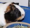 27751 & 27752 - Snickers