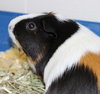 27751 & 27752 - Snickers