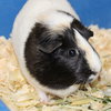 27751 & 27752 - Snickers