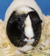 27751 & 27752 - Snickers