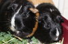27757 & 27758 - Smores and Caramel
