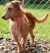 27735 - Pinky