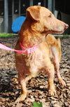 27735 - Pinky