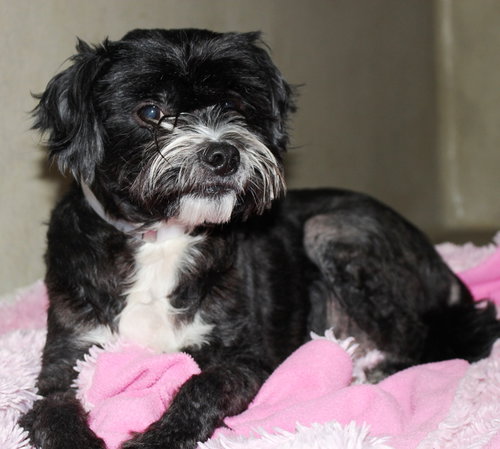27880 - Romeo