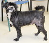 27880 - Romeo