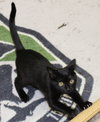 27978 Morgana