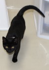 27978 Morgana