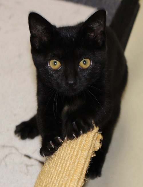 27978 Morgana
